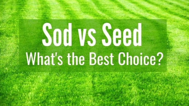 Sod vs Seed: 6 Healthy New Lawn Tips