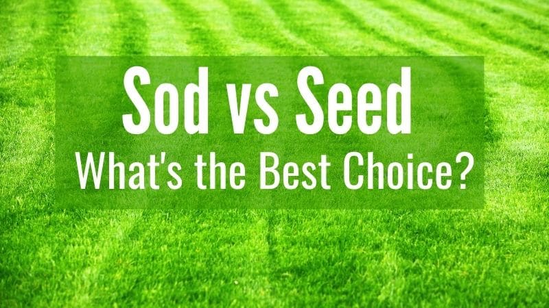 sod vs seed Malibu Nursery & Landscaping
