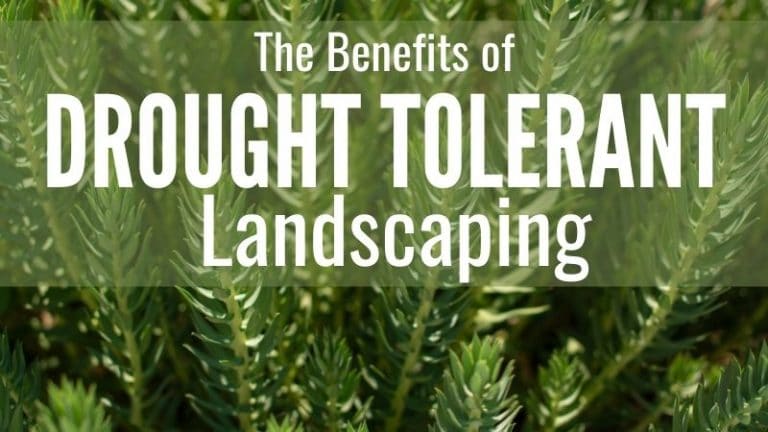 Drought Tolerant Landscaping or Xeriscaping for Efficient Water Use
