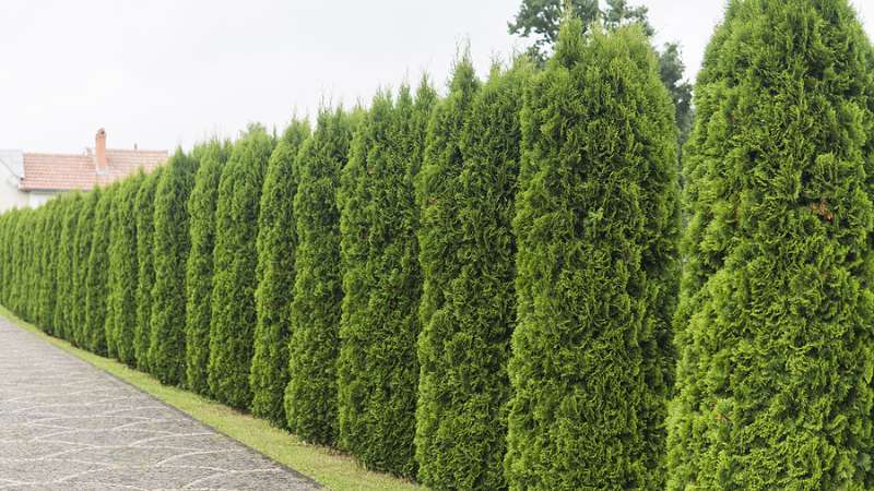 hedge trimming