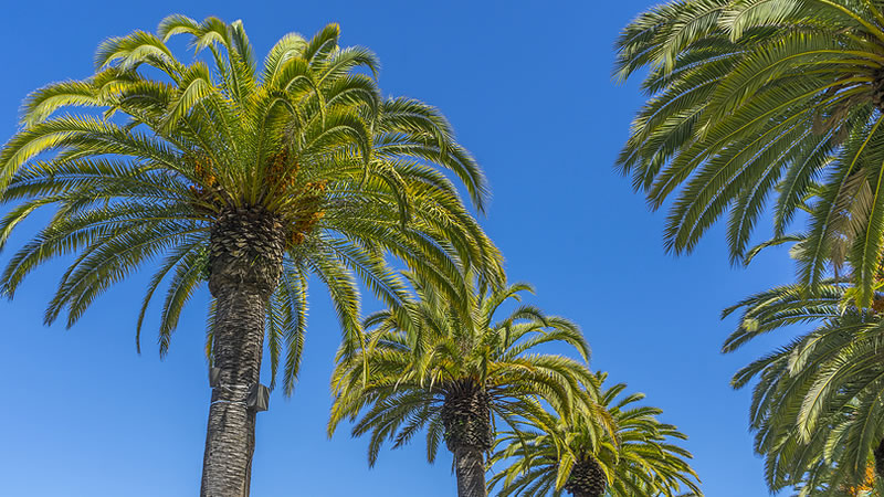 Palm Tree Maintenance & Care Malibu California